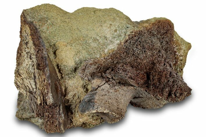 Fossil Dinosaur Bone Fragments in Sandstone - Wyoming #316618